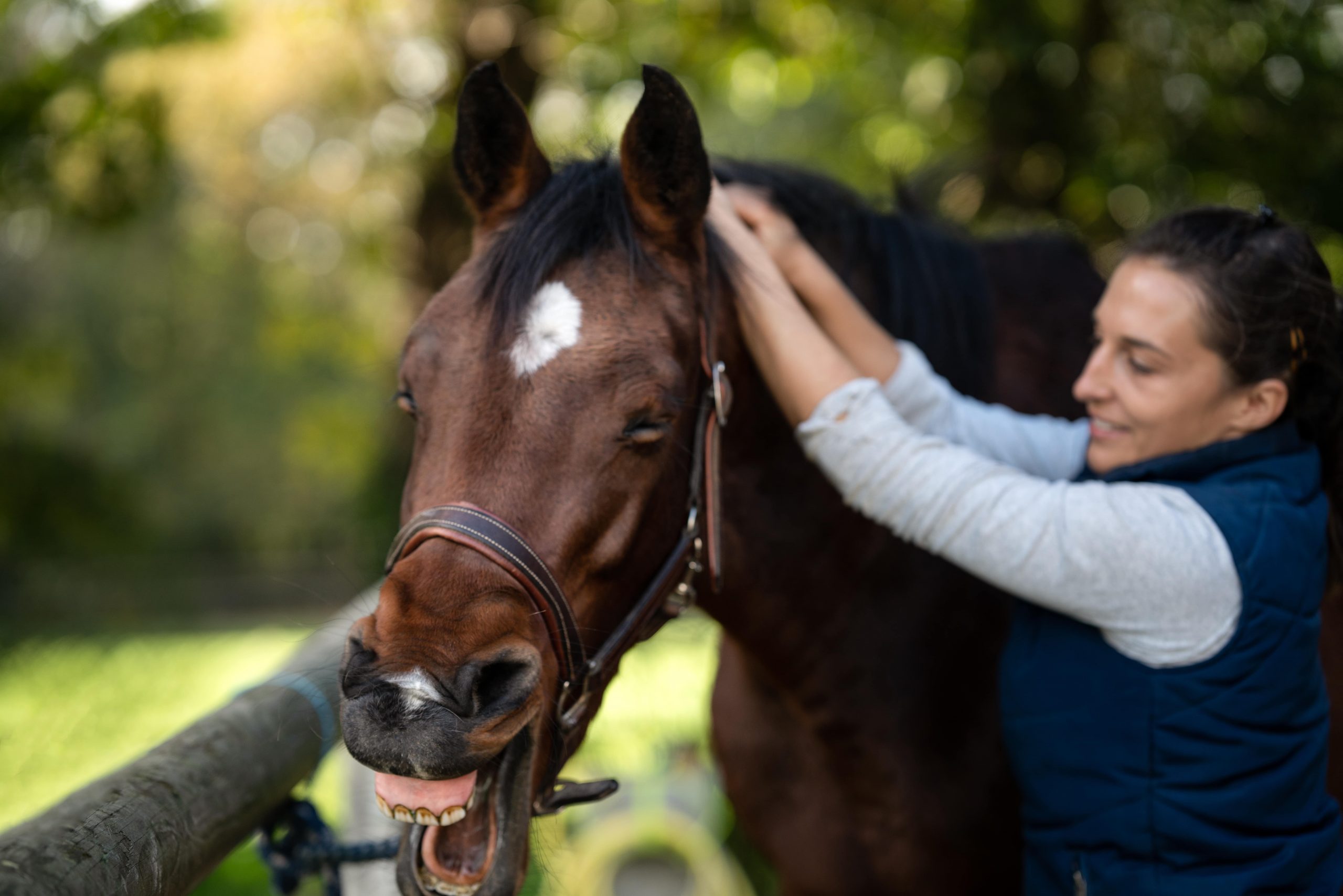 Cheval qui bâille pendant un massage par AcuPhysioVet. Article sur pourquoi faire masser son animal, cheval chien ou chat.