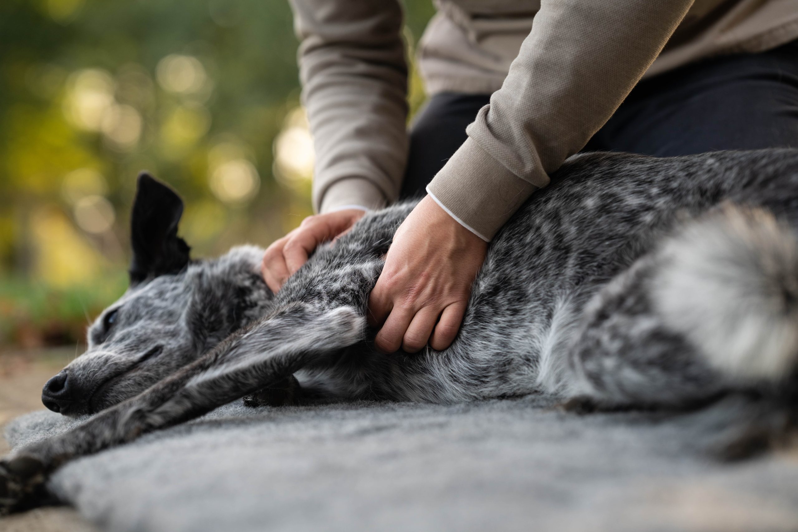 Chien de sport pendant une séance de massage