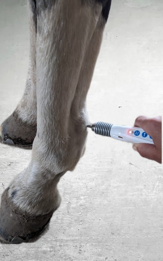 Photo de laser thérapie sur un cheval