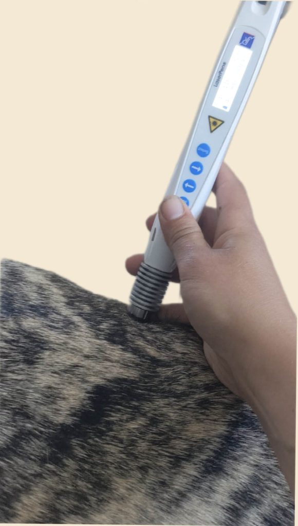 Photo de laserthérapie laserpuncture sur un chien